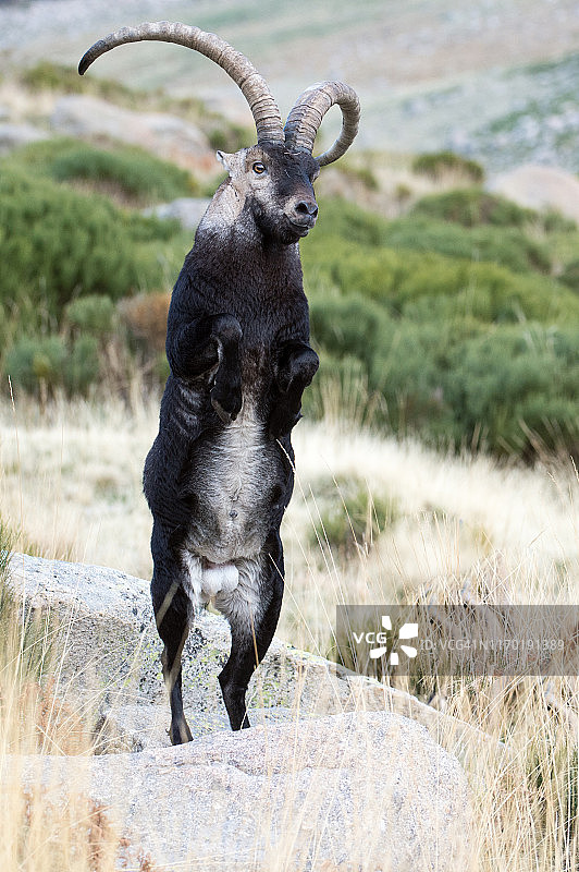 西班牙羱羊跃起图片素材