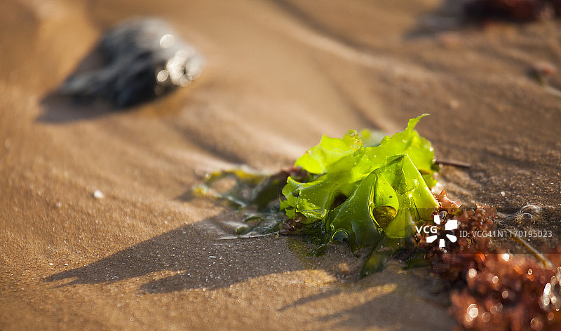 澳大利亚维多利亚州墨尔本南威勒比海滩上的绿色和棕色海藻图片素材