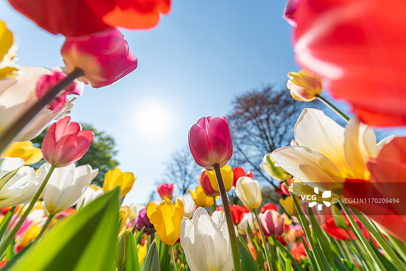 蓝天下黄色和红色郁金香花坛图片素材