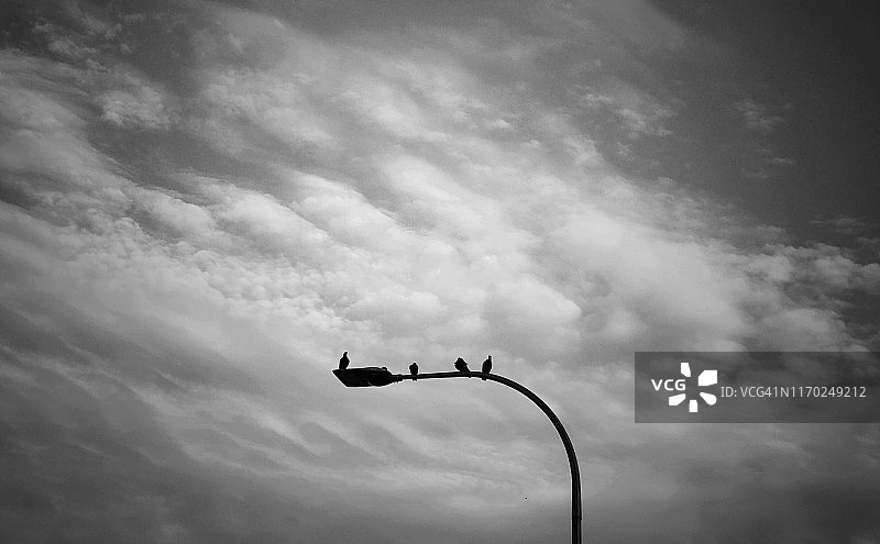 灯柱上的鸟类图片素材