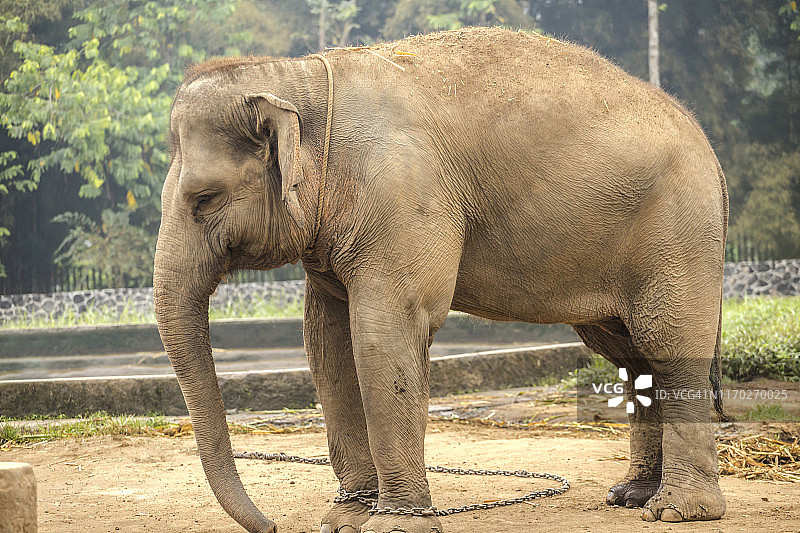 国家公园里拴着铁链的象腿图片素材