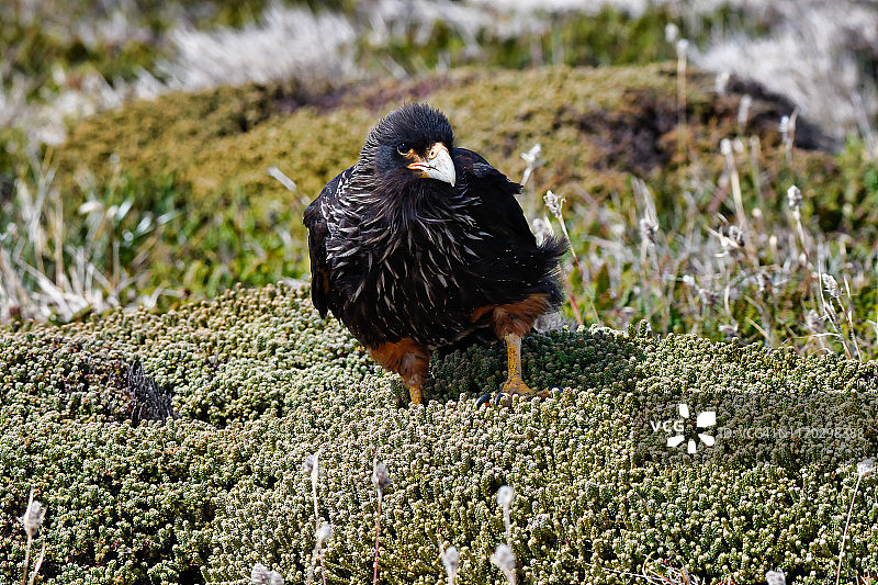 南美卡拉鹰，福克兰群岛图片素材