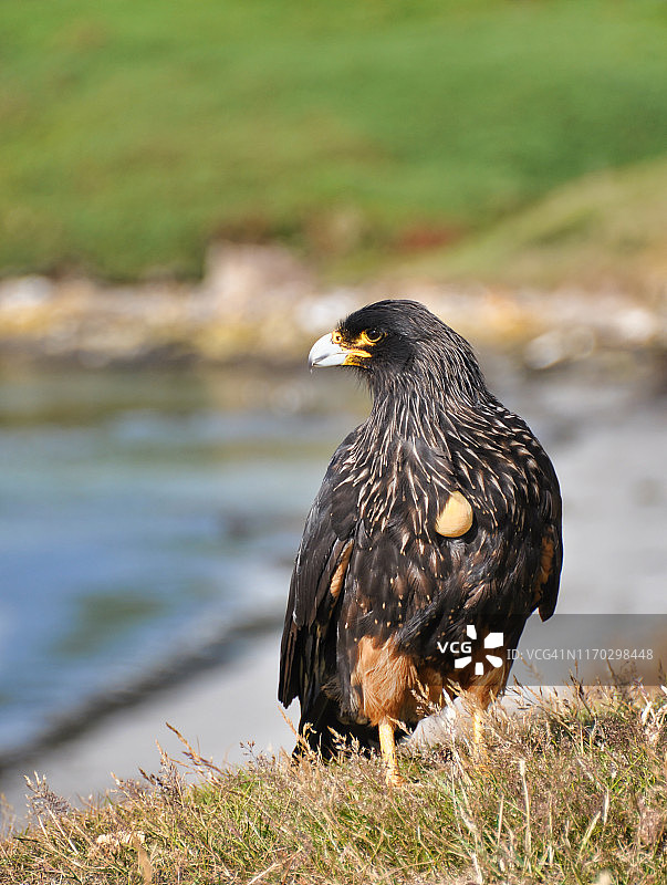 腹部饱满的纹腹美洲鹫，福克兰群岛图片素材
