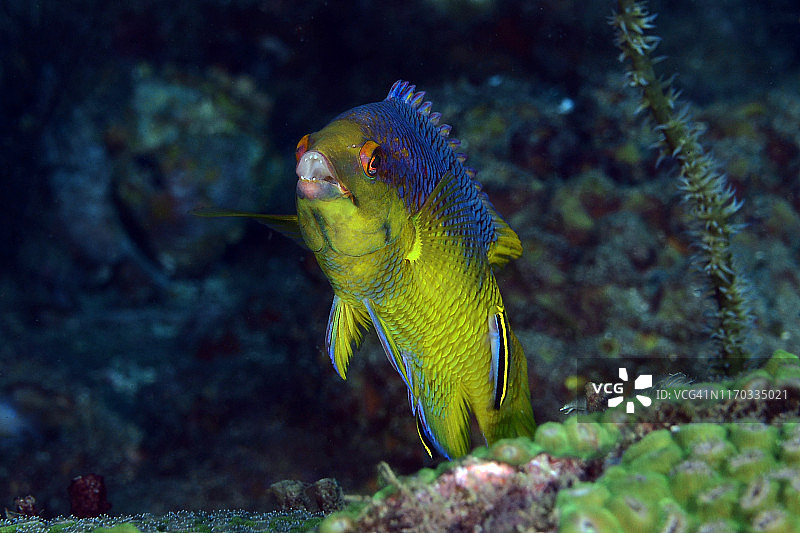 西班牙猪鱼图片素材