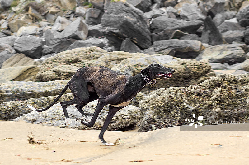 狗在沙滩上奔跑图片素材