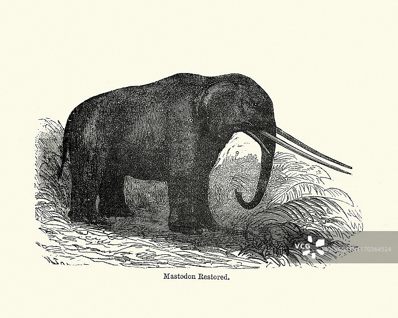 猛犸象图片素材