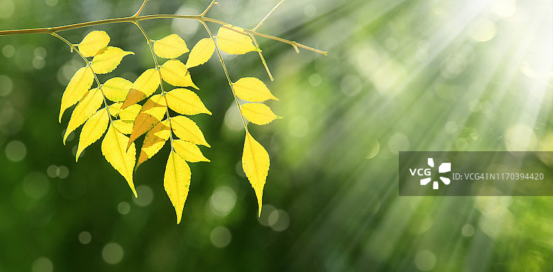 闪亮的黄色秋叶特写图片素材