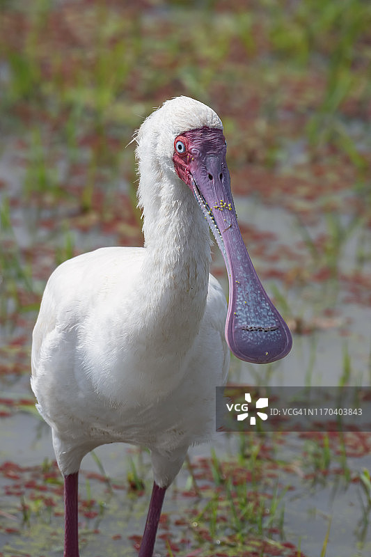 在肯尼亚安博塞利国家公园觅食的非洲琵鹭图片素材