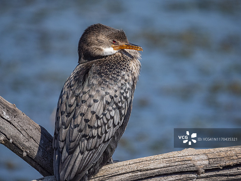 栖息在树枝上的白胸鸬鹚图片素材