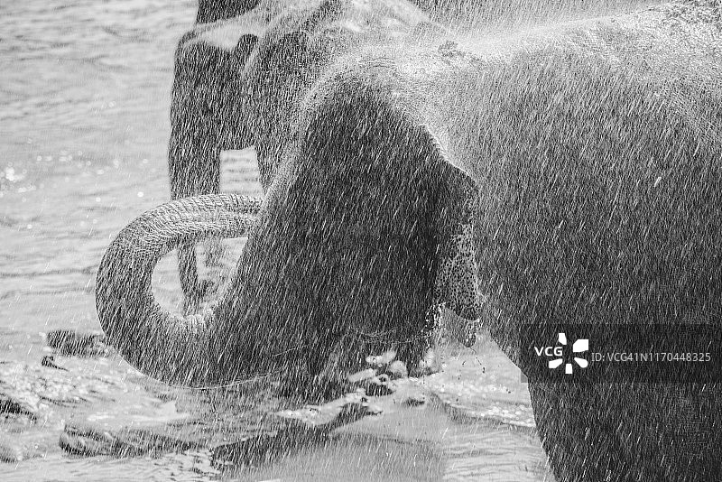 斯里兰卡品纳瓦拉村沐浴的亚洲野象，黑白风格图片素材