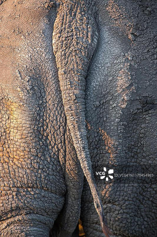 白犀牛背部细节，克拉谢里自然保护区，南非图片素材