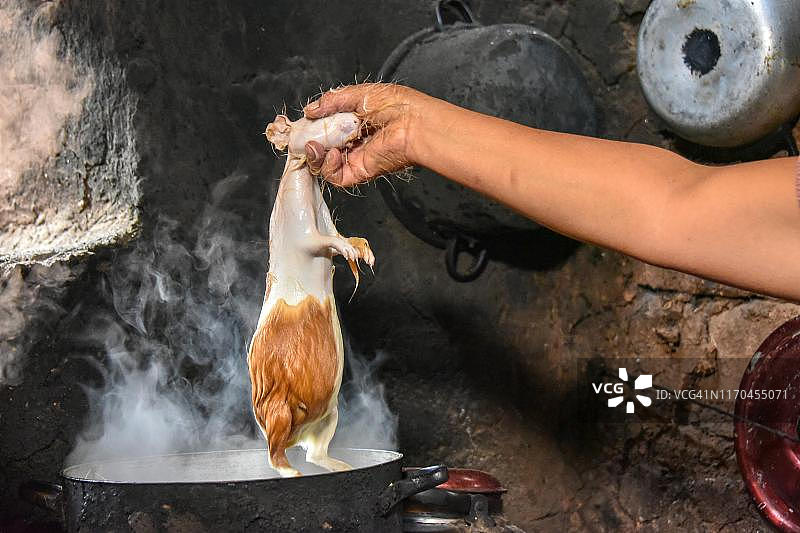 当地妇女手持豚鼠，在沸水中脱毛，准备烹饪传统豚鼠菜肴，秘鲁库斯科图片素材