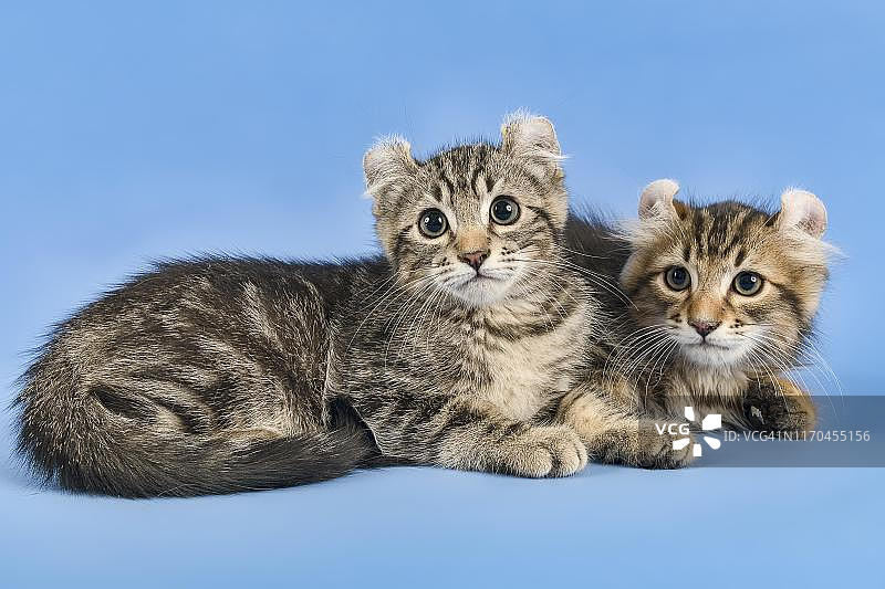 两只美国卷耳猫（猫），黑色虎斑，10周大，奥地利图片素材