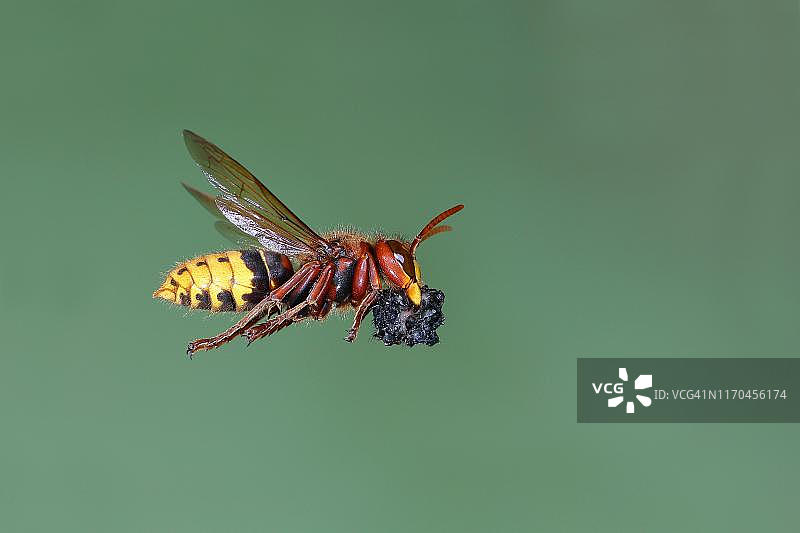 欧洲大黄蜂（Vespa crabro）工蜂携带食物飞行，德国北莱茵-威斯特法伦州图片素材