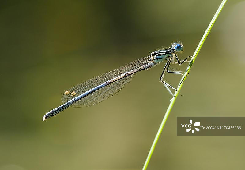 白腿豆娘（雄性），德国巴伐利亚图片素材