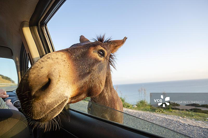 西班牙，可爱的野生驴将头伸进车窗图片素材