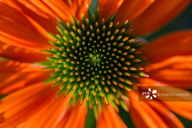 德国巴伐利亚红锥花细节图片素材