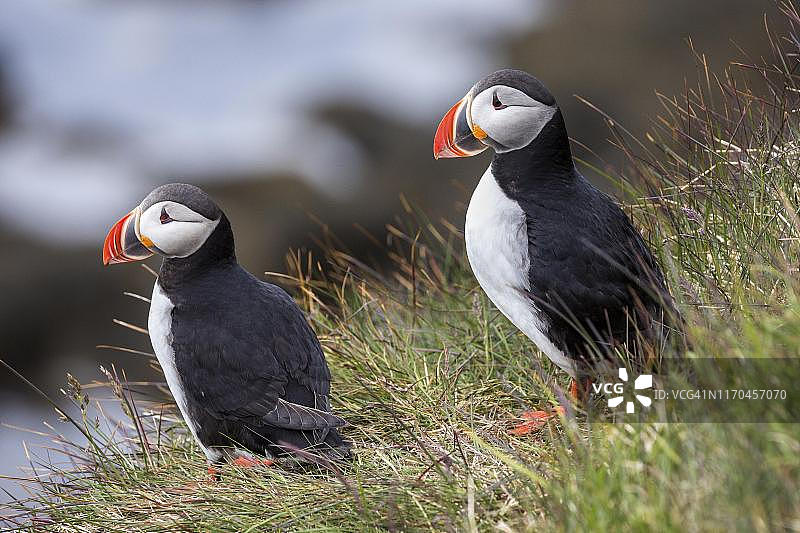 两只海鹦（北极海鹦），站在草地上，拉特拉尔比鸟岩，西峡湾，冰岛图片素材