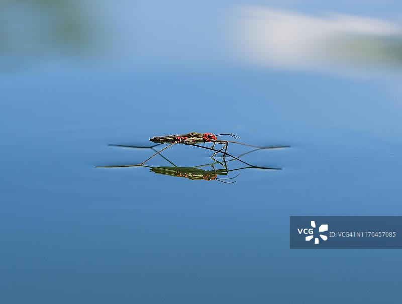 水黾与红色螨虫在水面，巴伐利亚，德国图片素材
