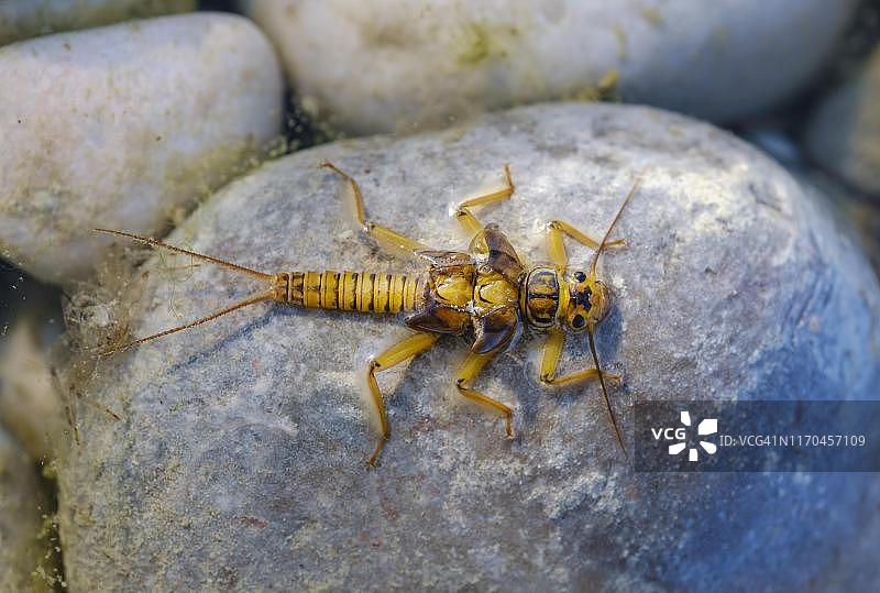 石蝇幼虫，德国巴伐利亚州图片素材