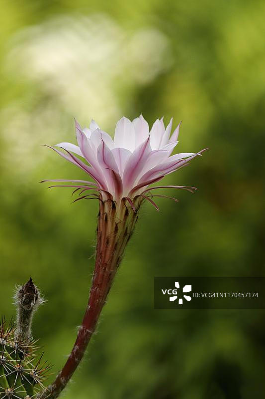德国刺猬仙人掌（Echinopsis oxygona），仙人掌花和花蕾图片素材