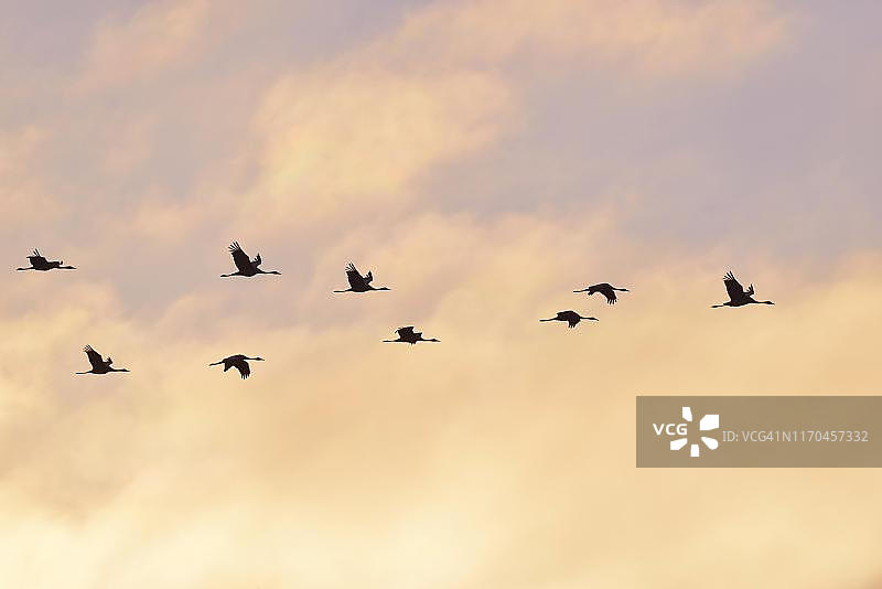 鸟类迁徙：灰鹤傍晚飞翔于德国梅克伦堡-前波莫瑞州上空图片素材