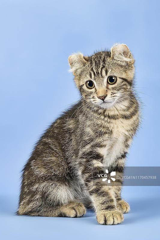 美国卷耳猫，短毛，黑色虎斑斑点，10周大，奥地利图片素材