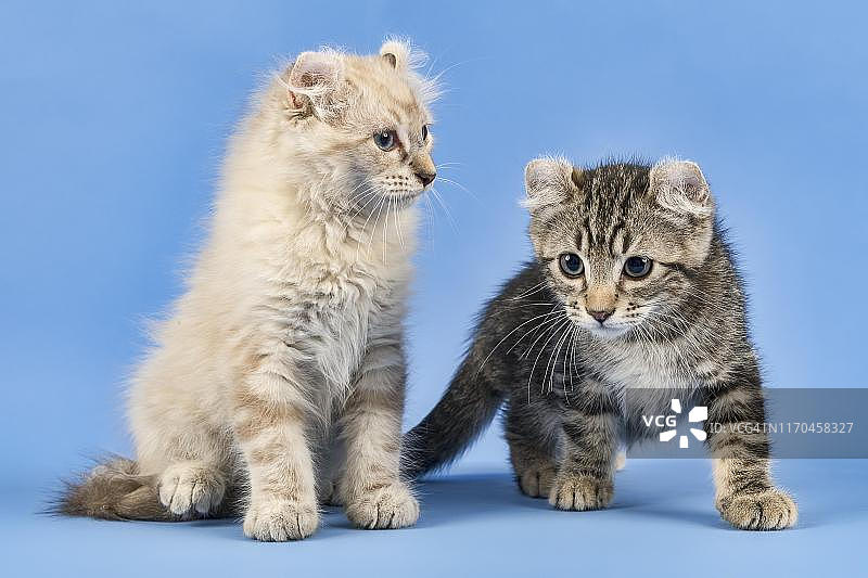 两只美国卷耳猫（黑斑虎斑色和蓝色虎斑重点色），10周，奥地利图片素材