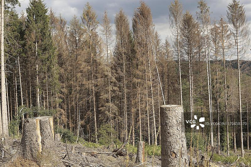 德国北莱茵-威斯特法伦州贝吉施土地的云杉林区，前方清理区，后方云杉受到树皮甲虫侵扰图片素材