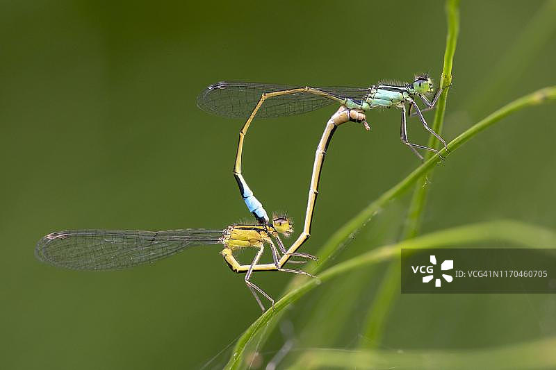 蓝尾豆娘，动物配对，奥地利图片素材