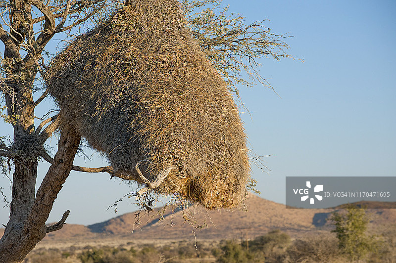 群织雀的巢穴图片素材