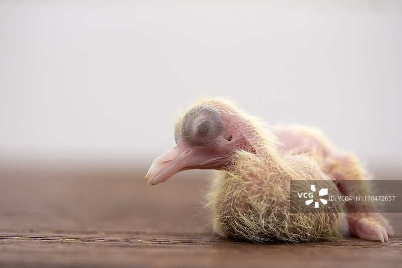 新生鸽子图片素材