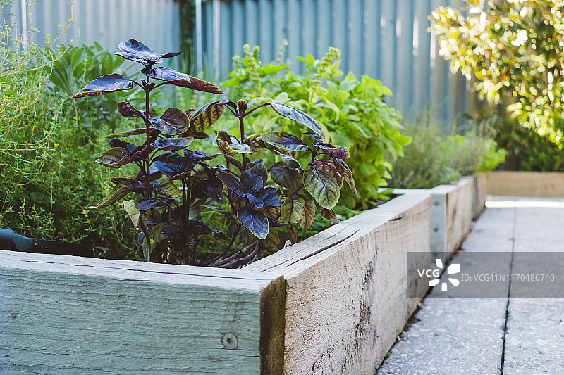后院香草园菜地和植物中的紫色罗勒图片素材
