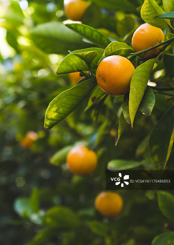 果树园中的小橘子图片素材