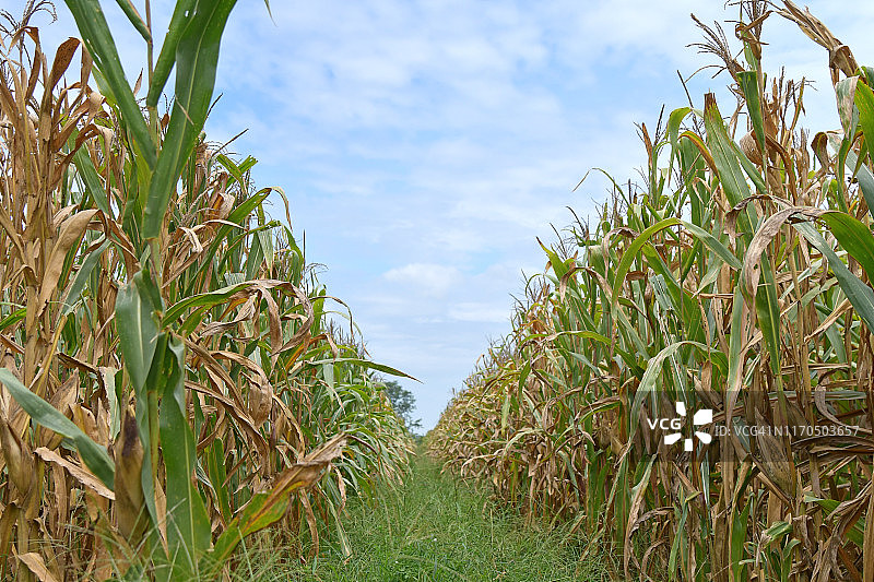 缺水干枯的玉米地植物图片素材