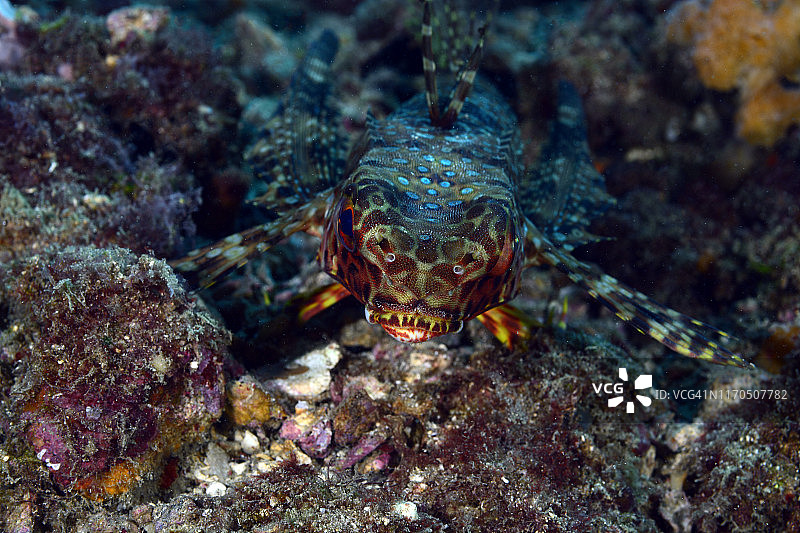 飞翔的鲂鮄图片素材