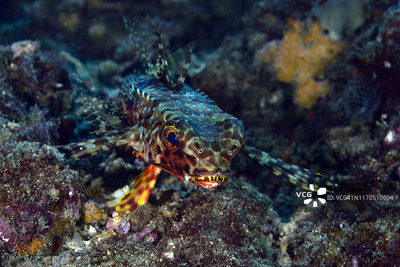 飞翔的鲂鮄图片素材