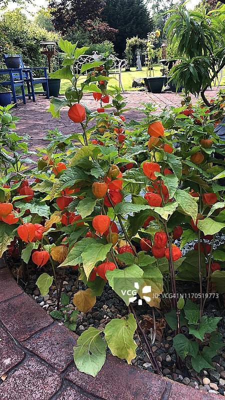 灯笼果图片素材