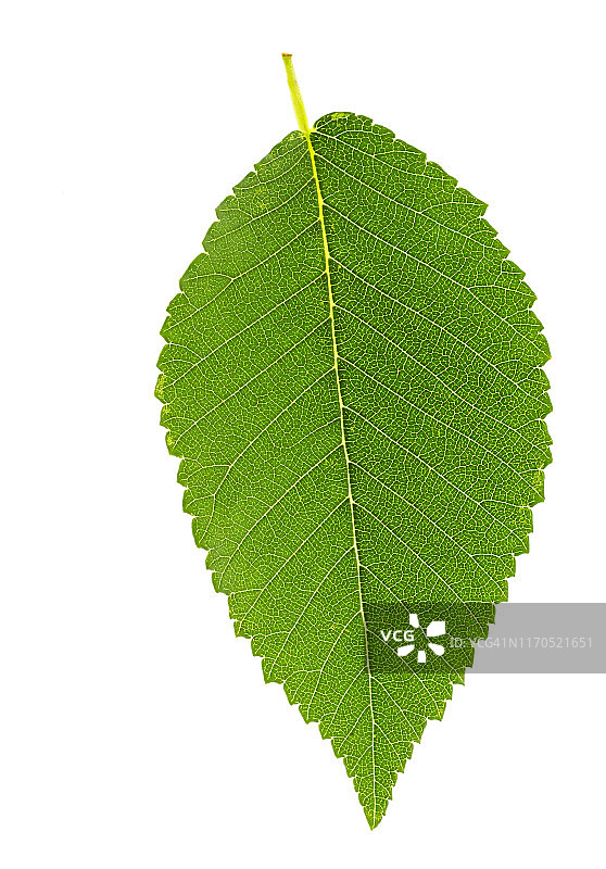 白色背景上的叶子特写图片素材