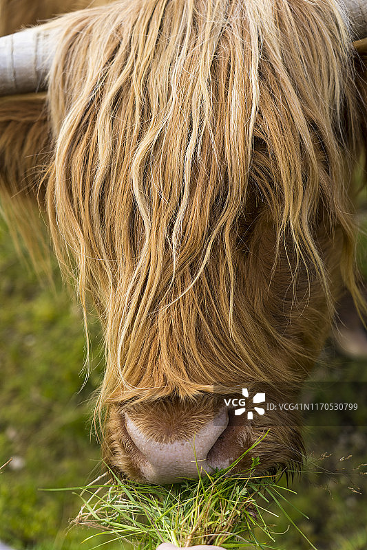 在格伦科附近的Buachaille Etive MAr前的苏格兰高地牛和牛犊图片素材