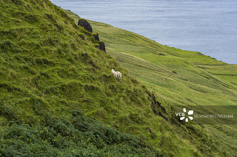 海边山景草地上的绵羊图片素材