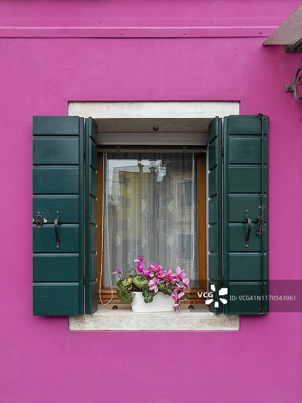 粉色秋海棠与布拉诺彩色岛屿的房屋外墙相配图片素材