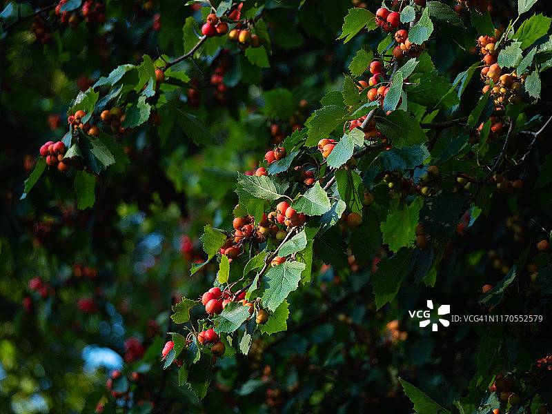夏日里带有未成熟红色浆果的山楂树枝图片素材