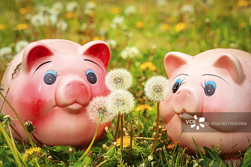 春日草地存钱罐看着蒲公英图片素材