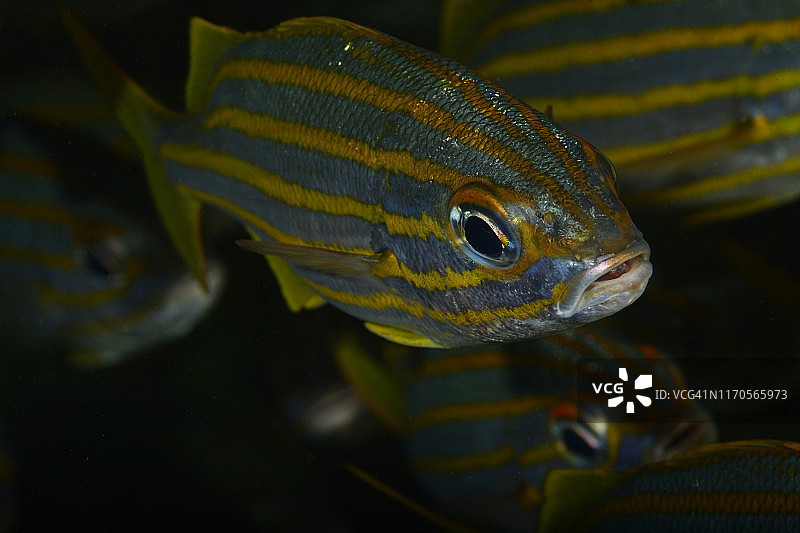 小口石鲈图片素材