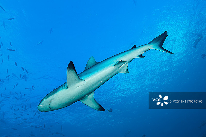 帕劳黑尾礁鲨仰视图图片素材