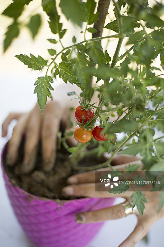 采摘小番茄图片素材
