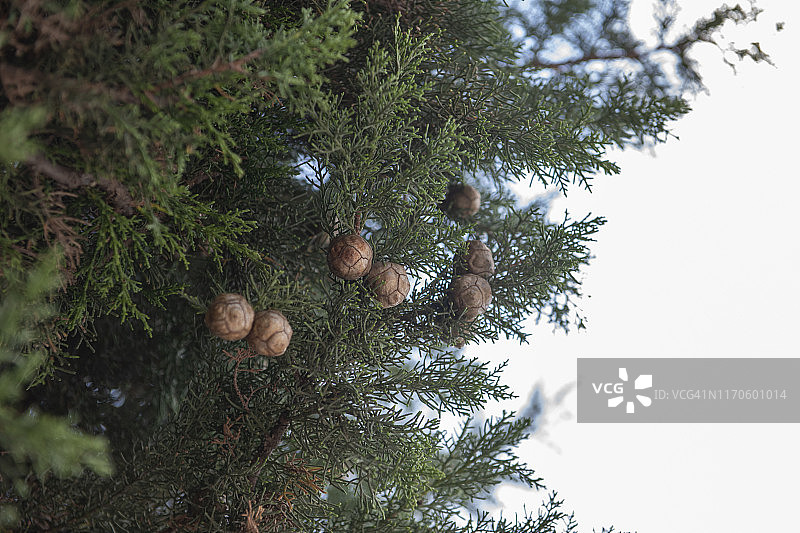 蒙特雷柏树的树枝和果实图片素材