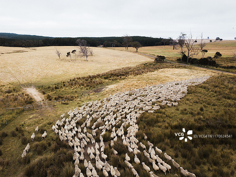 一群绵羊图片素材