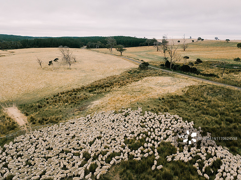 一群绵羊图片素材
